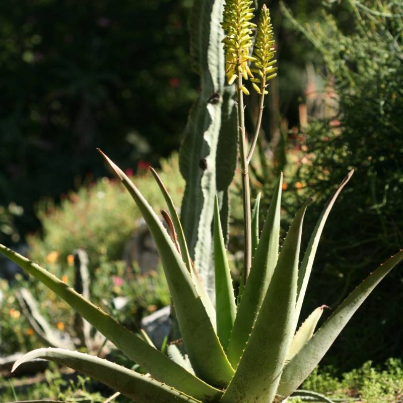 Medicinal Aloe Aloe vera var. officinalis